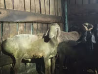 Beran, Hissar sheep — foto 2