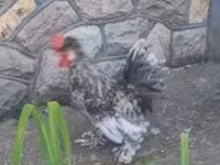 Chickens — الصورة 1
