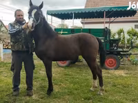 Бие, Dutch warmblood horse — 1-сурет
