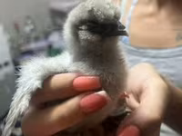 Silkie — foto 4
