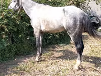 Hengst, Pferde — Foto 2