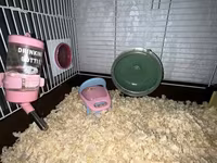 Cüce hamster və tam dəst aksesuarlar Qefes ile biryerde satılır 2-3 — عکس 4