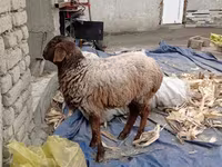 Խոյ, Edilbay sheep — լուսանկար 6