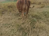 گاو ماده, گاو — عکس 5