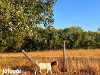 Ziege, Boer goat — Foto 8
