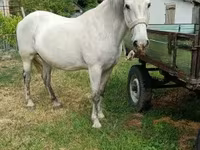 Kobyła, Hungarian horse breed — zdjęcie 3