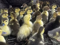 rață domestică Muscovy — foto 3