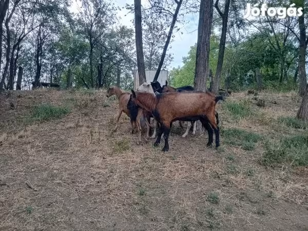 بز نر, Alpine goat