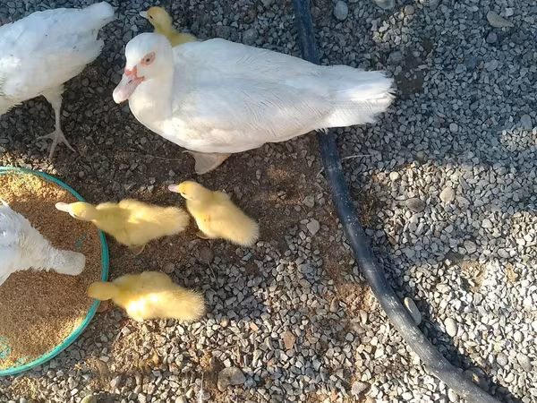 Ducks
