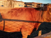 วัวตัวเมีย, Swiss cattle — รูปภาพ 3