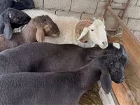 قوچ, گوسفند — عکس 1