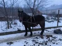 குதிரை, Hungarian horse breed — புகைப்படம் 3
