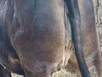 گاو ماده, Swiss cattle — عکس 1