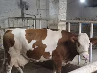 Tjur, Simmental cattle — foto 6