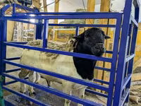Beran, Dorper sheep — foto 5