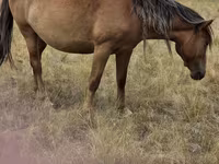 مادیان, Kazakh horse — عکس 2