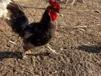 Chickens — عکس 6