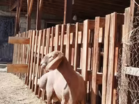 公羊, Rhon sheep — 照片 4