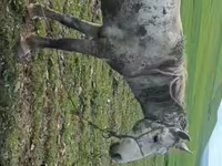 At, Karabakh horse — foto 1