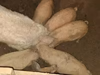 猪（批次，未指定性别）, Мангалица — 照片 4