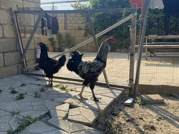 Brahma