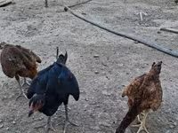 Chickens — zdjęcie 1