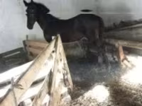 घोड़ा, Nonius horse — फ़ोटो 5