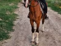 Farasi dume, Hungarian horse breed — picha 1