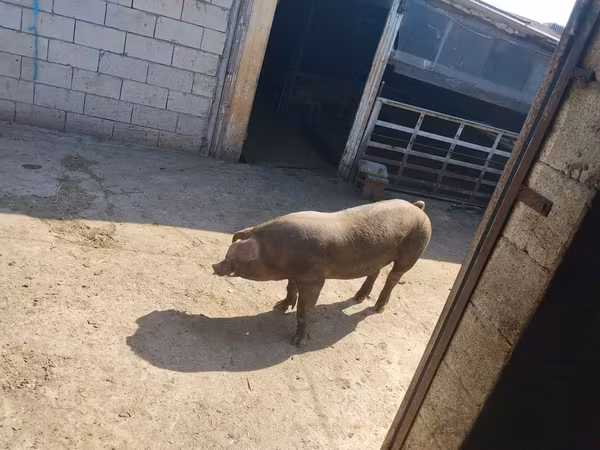 หมูป่าตัวผู้, Дюрок