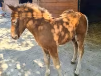 Kuda betina, Horses — foto 8