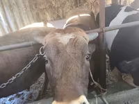 Býk, Simmental cattle — foto 1