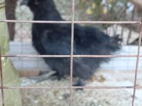 Derbyshire Redcap — foto 3