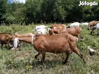 Koza, Nubian Goat — foto 2