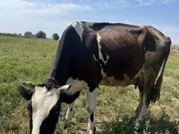 गाय, Russian Black pied cattle — फ़ोटो 1