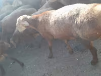 بز نر, Beetal goats — عکس 6