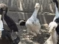 Ducks — 2-сурет