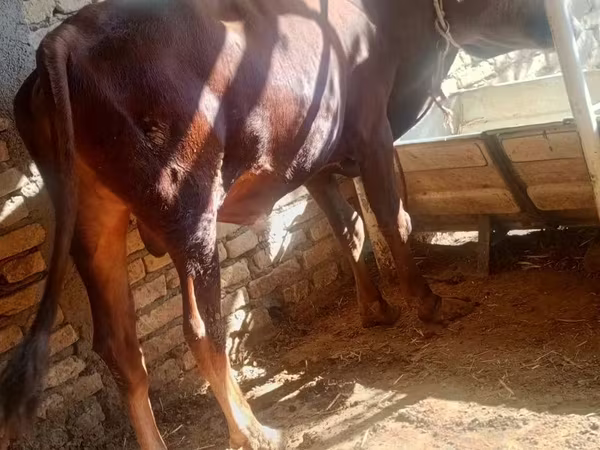 گاو نر, گاو
