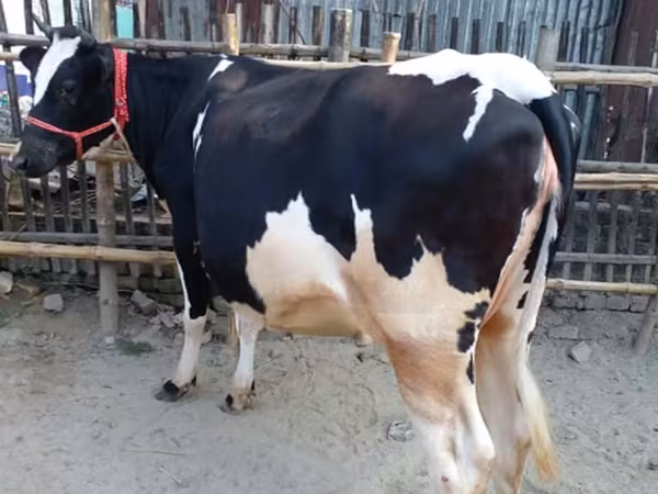 Bò cái, Bò nước — Bangladesh