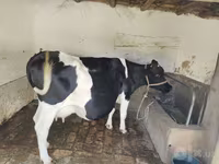 گاو ماده, Russian Black pied cattle — عکس 1