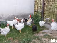 Chickens — عکس 1