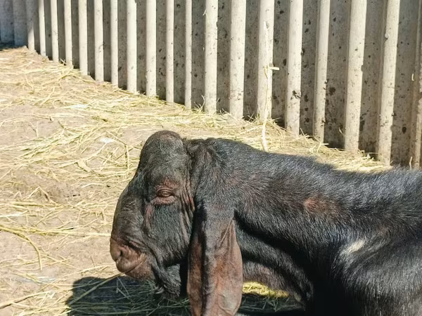 숫염소, Kamori goats
