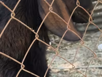بز نر, Nubian Goat — عکس 4
