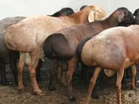 Kambing jantan, Sheep — foto 1