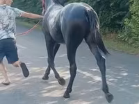 Hingst, Lipizzaner — foto 3