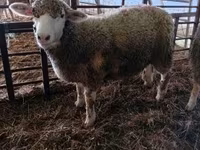 Biri-biri betina, Ile-de-France sheep — foto 1
