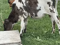 Krowa, Russian Black pied cattle — zdjęcie 2