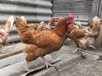 Chickens — zdjęcie 2