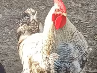 Chickens — foto 3