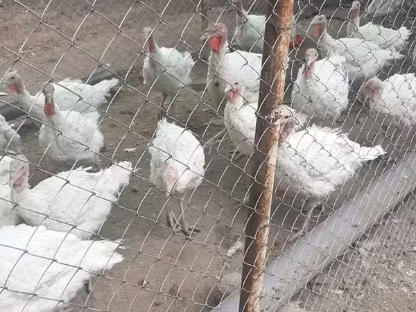 Turkeys