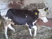 Krava, Russian Black pied cattle — foto 1